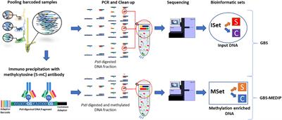 Putative Epigenetic Biomarkers of Stress in Red Blood Cells of Chickens Reared Across Different Biomes